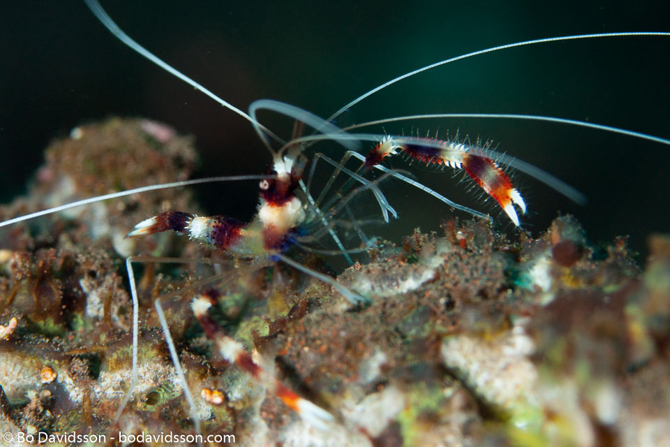 BD-130406-Tulamben-0587-Stenopus-hispidus-(Olivier.-1811)-[Banded-coral-shrimp].jpg